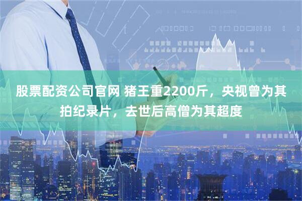 股票配资公司官网 猪王重2200斤，央视曾为其拍纪录片，去世后高僧为其超度